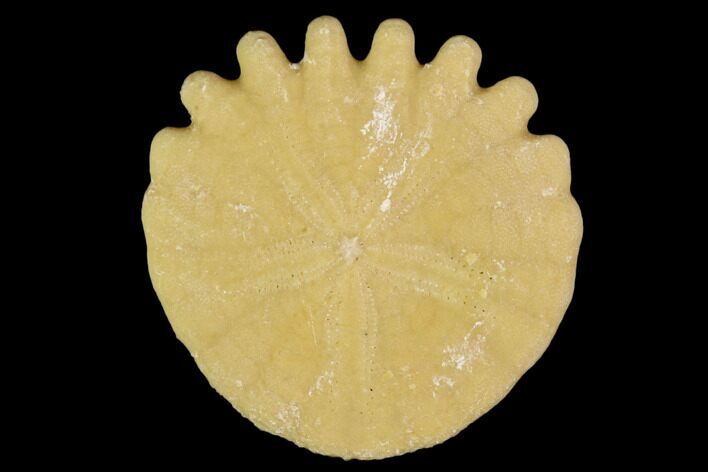 Fossil Sand Dollar (Heliophora) - Boujdour Province, Morocco #106762
